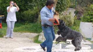 Nobel  quotThe Great Bouvier des Flandresquot [upl. by Aileon]