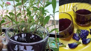 Butterfly pea flower tea caffeine free herbal tea ButterflyPeaFlowerTea AparajitaFlowerTeashort [upl. by Marba827]