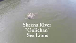 Skeena River Oolichan Sea Lions [upl. by Aisyram]