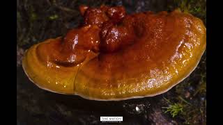 Reishi Mushroom Growing  Lingzhi Mushroom Forest  Timelapse photography 2023 [upl. by Maryrose]