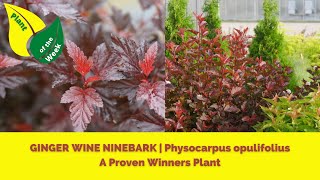 GINGER WINE NINEBARK  Physocarpus opulifolius  A Proven Winners Plant [upl. by Nayk]