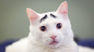 Raising Eyebrows Cute Cat Becomes Viral Sensation [upl. by Anigar]