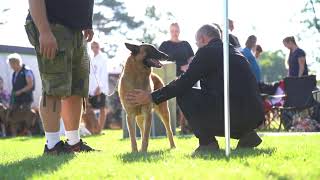 Malinois  dog show Czech Republic Klatovy [upl. by Ttennaj935]