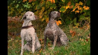 Jagdhund Braque du Bourbonnais Felicia und Emy vom Elstermann Hof Bewegung und Vorstehen [upl. by Laemaj]