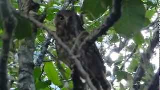 Morepork  Ruru claims Its territory  Great Barrier Island [upl. by Saberhagen]