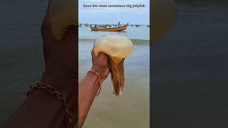 saved most venomous big jellyfish shorts jellyfish sea trendingshorts Dhana51seavlogs [upl. by Ameer247]