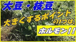 【野菜栽培】大豆・枝豆の実を太らせるポイントの1つはホルモンあまり大変でない作業で収穫量を増やす [upl. by Kopple]