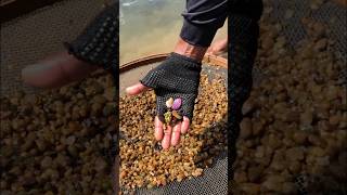 Pepitas de ouro encontradas gemsstone nature gemsandminerals shortvideo [upl. by Hnao]