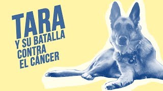 ¿Funciona la quimioterapia en perros con cáncer  Storytime de Tara🐕 y Rosa🌹 [upl. by Whall265]