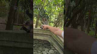 Monkey Forest Ubud Bali monkeyforest ubud bali travelvlog musicproducer ethnicdeep travel [upl. by Kired]