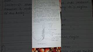 General characteristics of hemichordata zoology note viralvideo zoology 3rdsemester [upl. by Nydnarb]