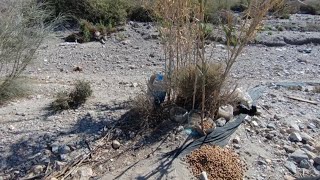 bueno gente le he rellenado los cacharros de agua y de pienso a los perros 🐕 [upl. by Lemuelah]