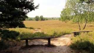 Die Behringer Heide bei Bispingen Lüneburger Heide [upl. by Gamaliel]