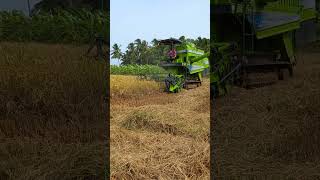 Vivasayam 💞  Tractor 🚜 ♥️ harvest viralvideo shorts tractor farmer farming vivasayam [upl. by Naibaf]