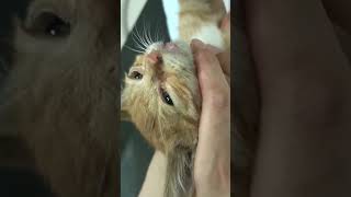 Resue a kitten broken legs cat kitten rescue animals catlover foryou [upl. by Analad]