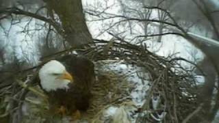 Decorah Bald Eagles visit nest today 020810 Fish Hatchery IA [upl. by Annanhoj722]