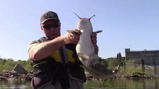 Pickwick Catfish [upl. by Feeney926]