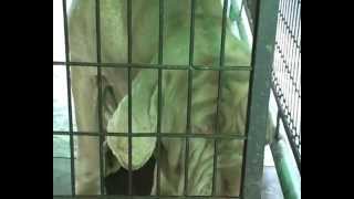 St Bernard English Mastiff and French Mastiff Biggest Kennel in India [upl. by Clarice337]