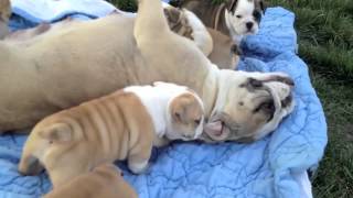 Bella and Brunos 4 week old english bulldog puppies [upl. by Yetsirhc737]