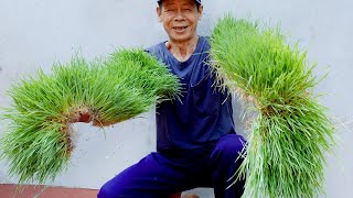 Brilliant Idea  How to grow Wheatgrass without soil at Home  Easy for Beginners [upl. by Franzoni739]