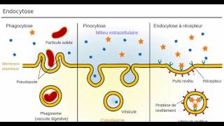 فيديوشيق عن الاندوسيتوز Lendocytose [upl. by Chrisman]