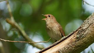 The song of the Common Nightingale  Bird Sounds to recognize the Common Nightingale  10 Hours [upl. by Armanda]