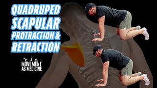 Quadruped Scapular ProtractionRetraction [upl. by David106]