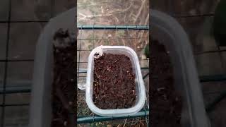 zone 6 Ohio greenhouse winter sowing and some planting updates [upl. by Eittap]