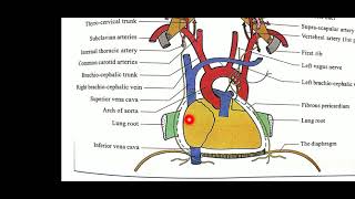 Anatomy of Phrenic nerve [upl. by Richardson]