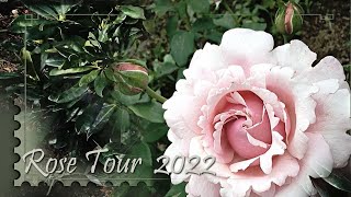 Rose Garden Tour 2022 David Austin Kordes Tantau Meilland Tom Carruth [upl. by Burkhardt608]