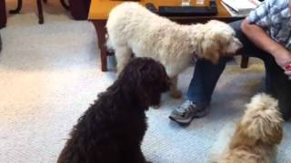 6 month old labradoodles [upl. by Longerich]