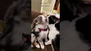 Cat Funny Videos 🥰 kitten meowing cute 🐈‍⬛ mewmew Part 8821 [upl. by Kroll226]