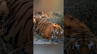 Heartbreaking Loss  Sanjay Dubri Tiger reserve Railway Line shorts tiger jojuwildjunket [upl. by Susejedesoj]