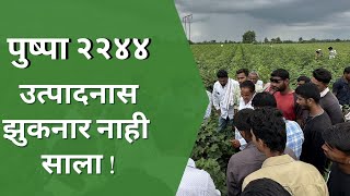 दफ्तरी पुष्पा 2244 कपुस जो करेल तुम्हारा मालामाल  Daftari Pushpa 2244 [upl. by Odnanreh]