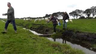 Boerderij Wennekers  boeren golf  klompen schilderen  biologisch vlees [upl. by Lraep391]