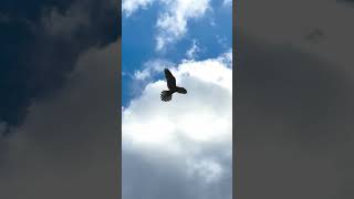 Torenvalk jagend  Common Kestrel Hunting [upl. by Yrram684]