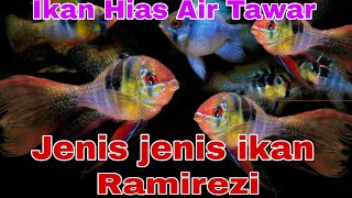 ikan hias  Jenis  Jenis ikan Ramirezi [upl. by Pry]