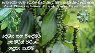 දේශීය සහ විදේශීය ගම්මිරිස් වර්ග හදුනා ගැනීම  How To Identify Local amp Foreign Pepper Varieties [upl. by Audra]