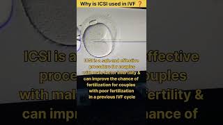 Why is ICSI used in IVF ❓ Intracytoplasmic sperm injection ivf icsi infertilitytreatment shorts [upl. by Farr]