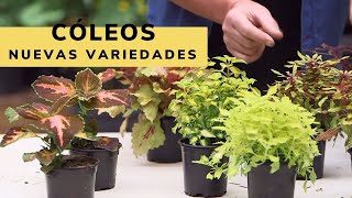 Variedades de cóleos  Bricomanía  Jardinatis [upl. by Sudbury453]