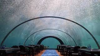 58 Undersea Restaurant at Hurawalhi Maldives [upl. by Gar]