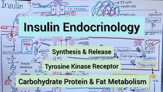 Insulin  Synthesis amp Release  Signalling pathway  Carbohydrate Protein amp Fat Metabolism [upl. by Aiken]