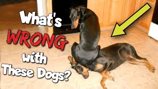 Doberman Funny Video Compilation—The Clowns of the Dog World [upl. by Dleifrag]