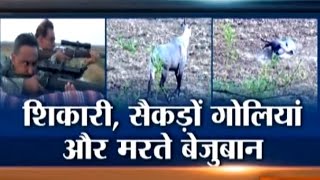 Bihar Poachers Shot 250 Nilgai to Dead in 3 Days [upl. by Aronel320]