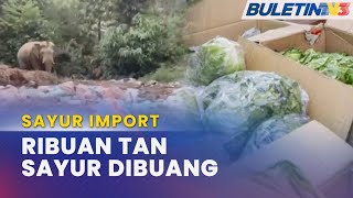 SAYUR IMPORT  Pekebun Lojing Buang Ribuan Tan Sayur [upl. by Anenahs]