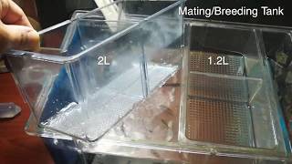 Zebrafish mating  breeding tanks 12L and 2L introduction [upl. by Saphra490]