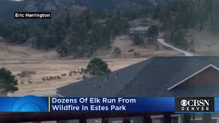 VIDEO Dozens Of Elk Run From Wildfire In Estes Park [upl. by Issiah]