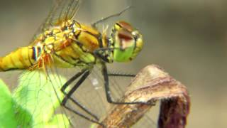 Стрекоза макро  Dragonfly macro Canon SX40 HS [upl. by Eornom]