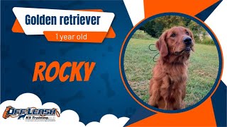 freedom board amp train  rocky  golden retriever 1y Indianapolis off leash k9 training [upl. by Kurland]