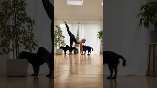 This bending is blissful Ep35 yoga stretching flexibility challenge gym fyp [upl. by Ecerahc]